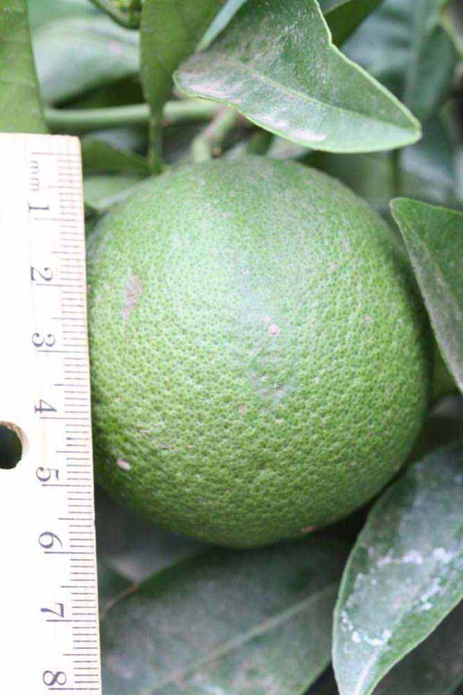              Immature fruit (Riverside, CA)       
